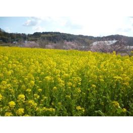 ☆菜の花と河津桜のお花見ドライブ☆